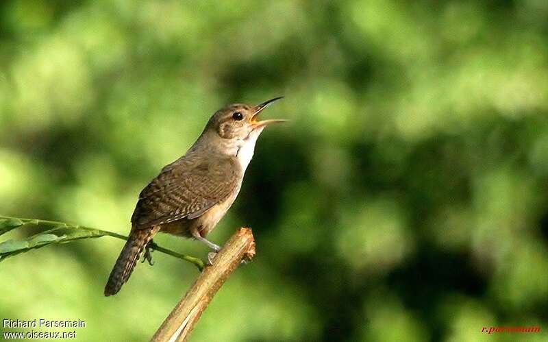 Southern House Wrenadult