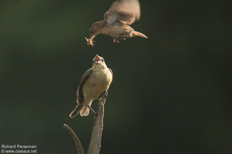 Southern House Wren