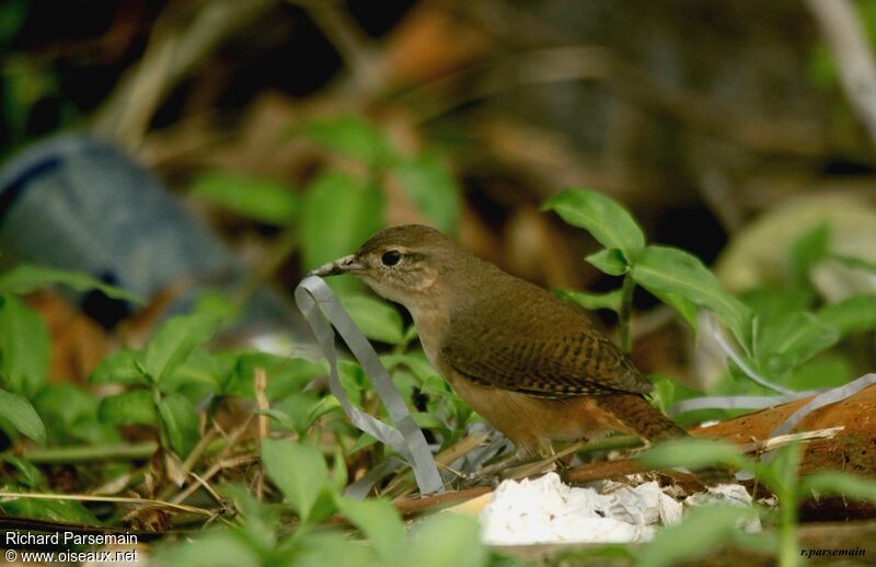 Southern House Wrenadult