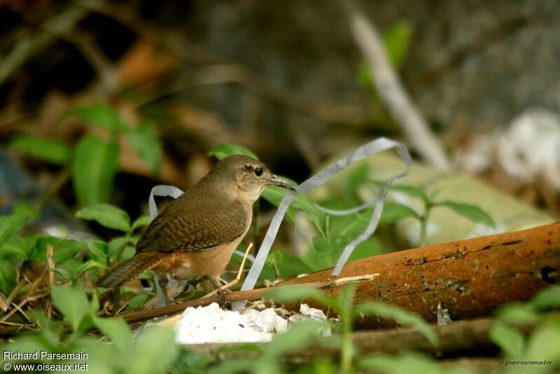 House Wrenadult