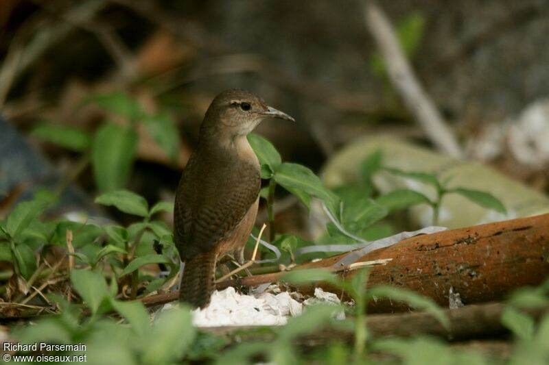 House Wrenadult