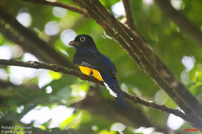 Green-backed Trogonadult