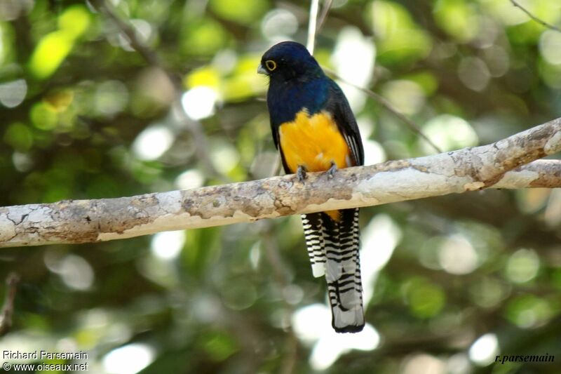 Trogon violacéadulte