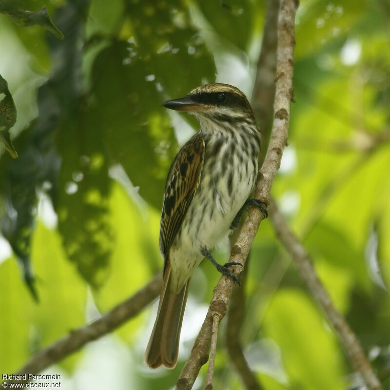 Streaked Flycatcheradult