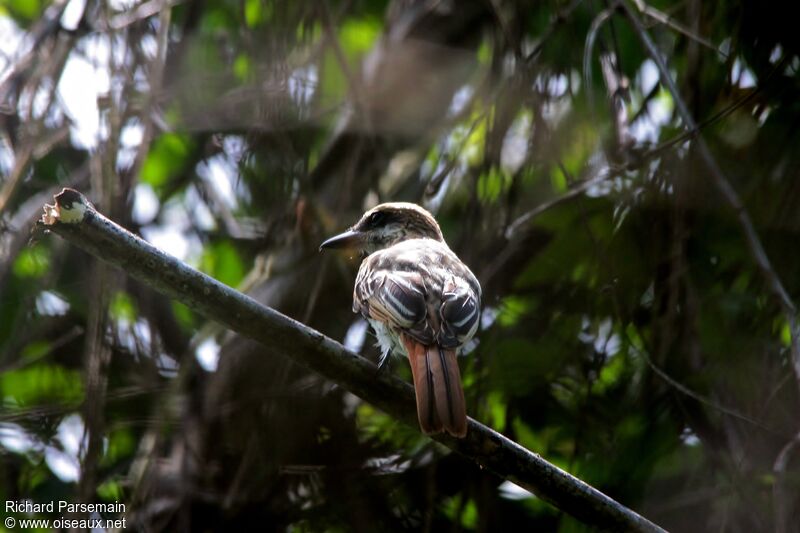 Streaked Flycatcheradult