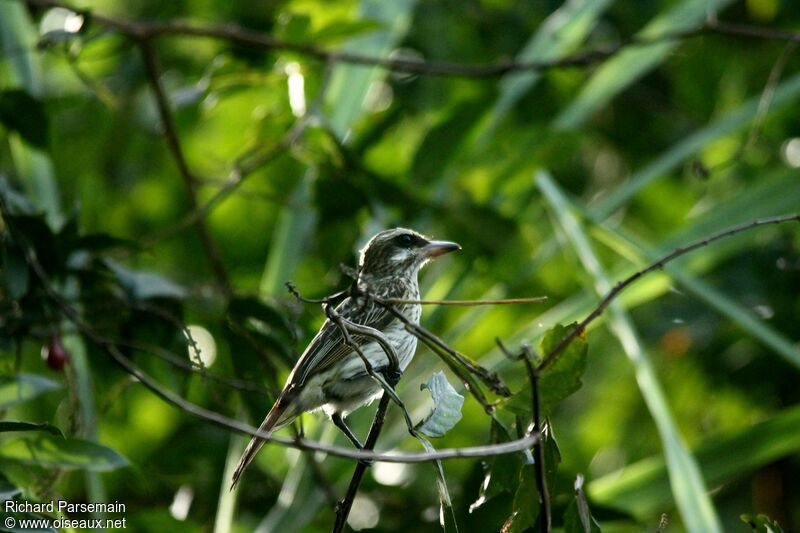 Streaked Flycatcheradult