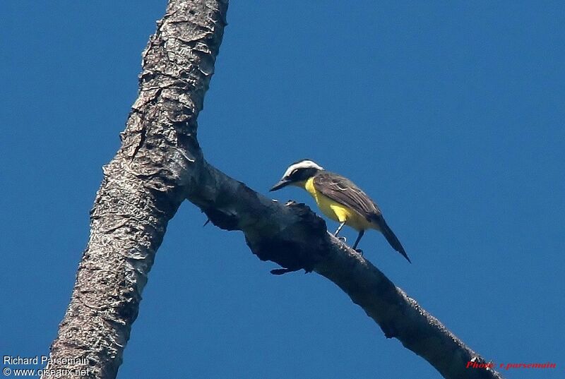 Yellow-throated Flycatcheradult