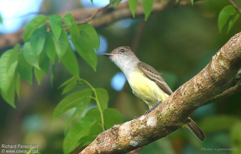 Brown-crested Flycatcheradult