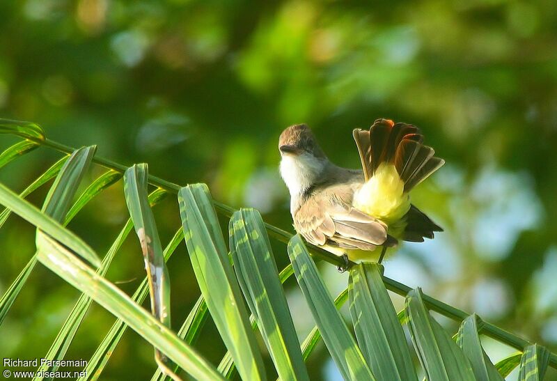 Brown-crested Flycatcheradult