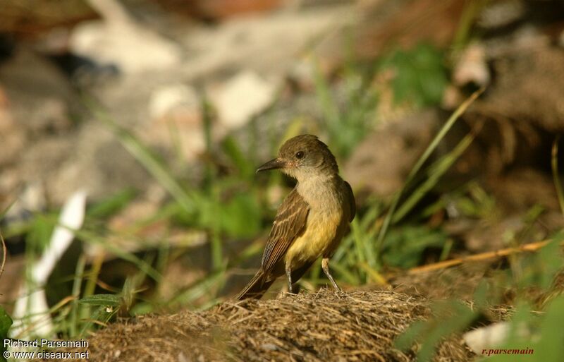 Brown-crested Flycatcheradult