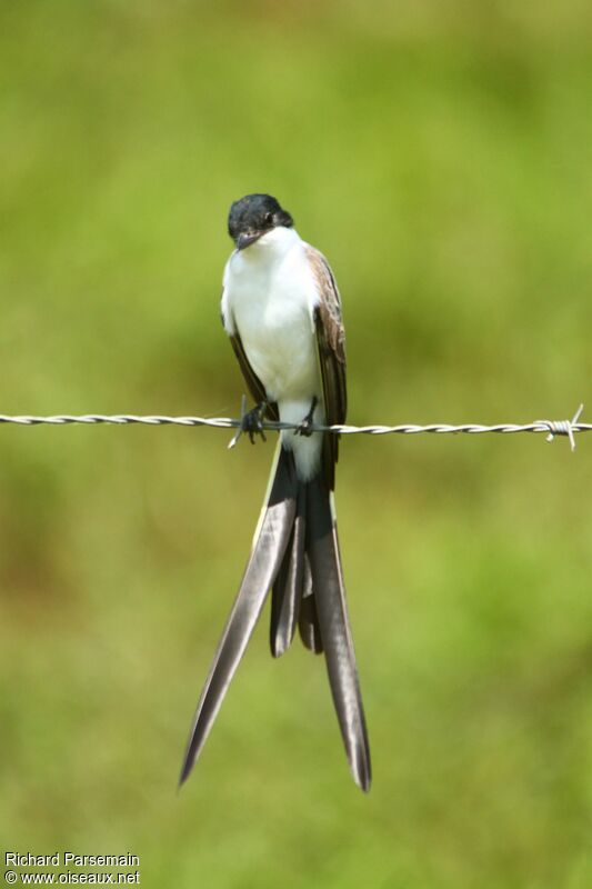 Fork-tailed Flycatcheradult