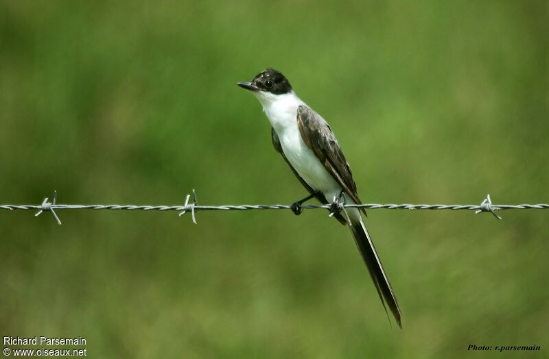 Fork-tailed Flycatcheradult