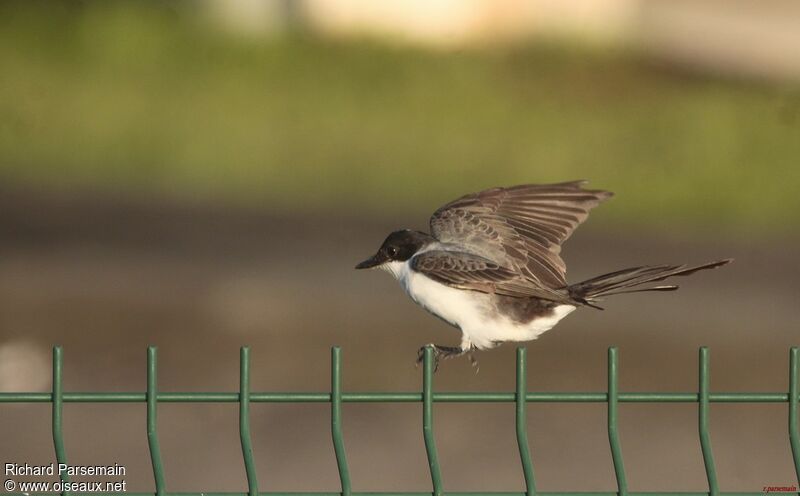 Fork-tailed Flycatcheradult