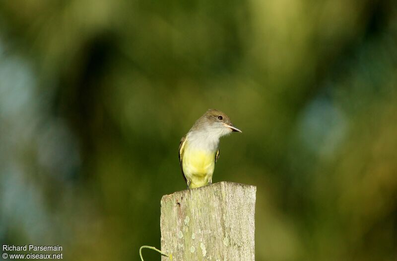 Short-crested Flycatcheradult