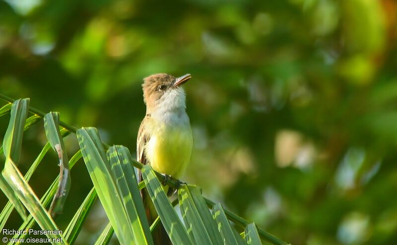 Short-crested Flycatcheradult