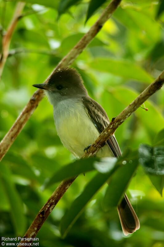 Short-crested Flycatcheradult