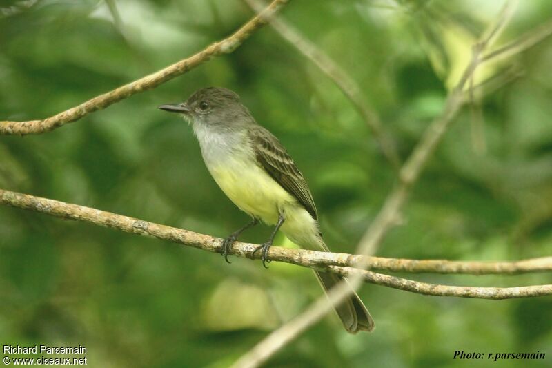 Short-crested Flycatcheradult