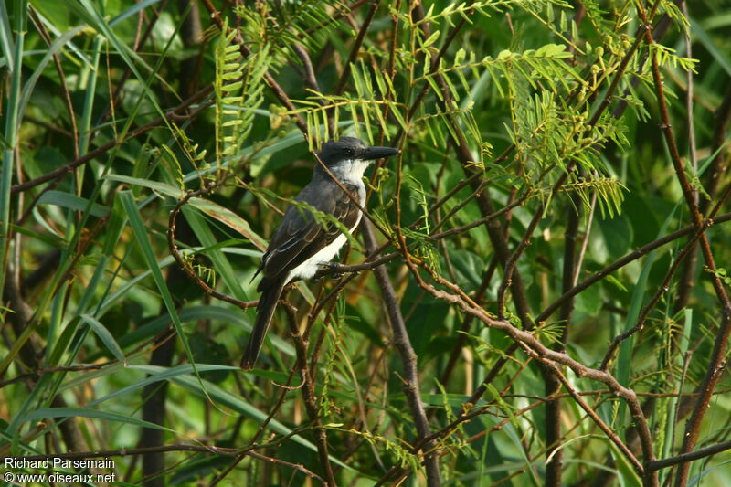 Grey Kingbirdadult