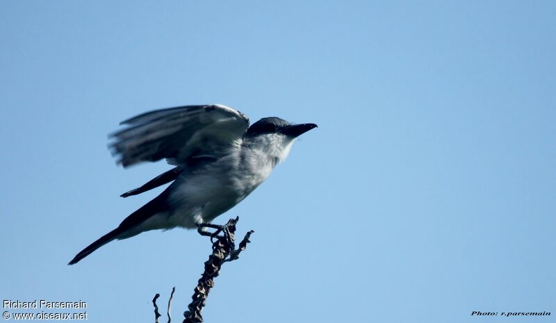 Grey Kingbird