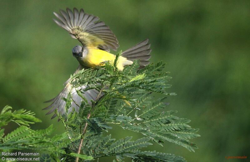 Tropical Kingbirdadult