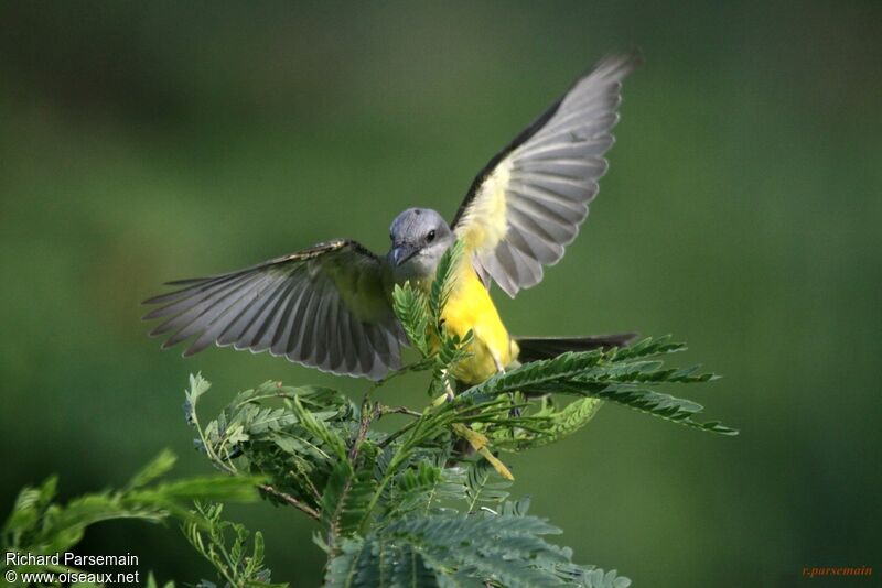 Tropical Kingbirdadult