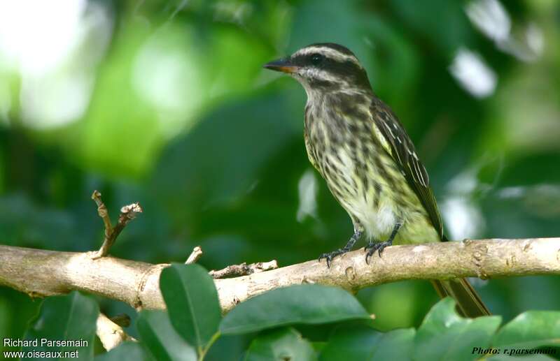 Variegated Flycatcheradult