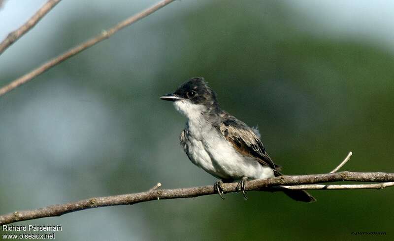 Eastern Kingbirdimmature, identification