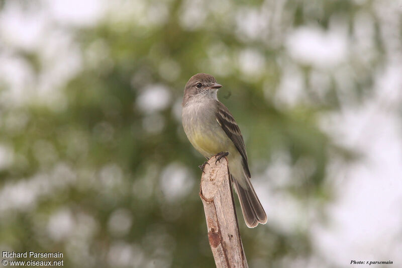 Northern Scrub Flycatcheradult