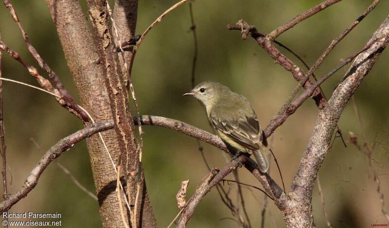 Southern Beardless Tyrannuletadult