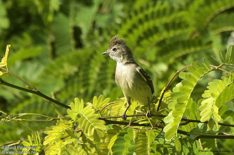 Tyranneau passegrisadulte