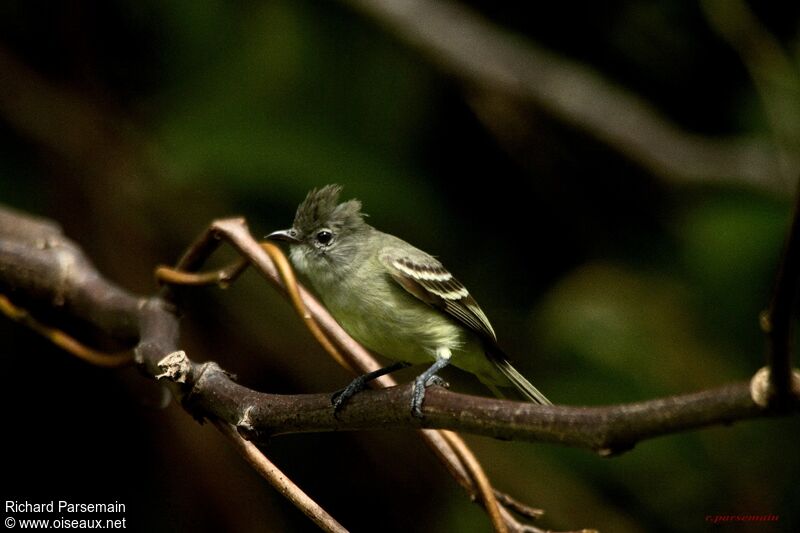 Southern Beardless Tyrannuletadult