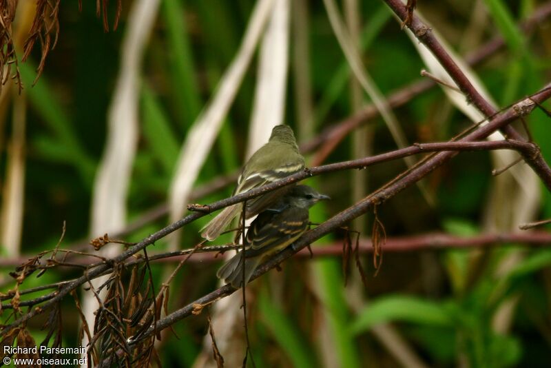 Tyranneau passegris adulte