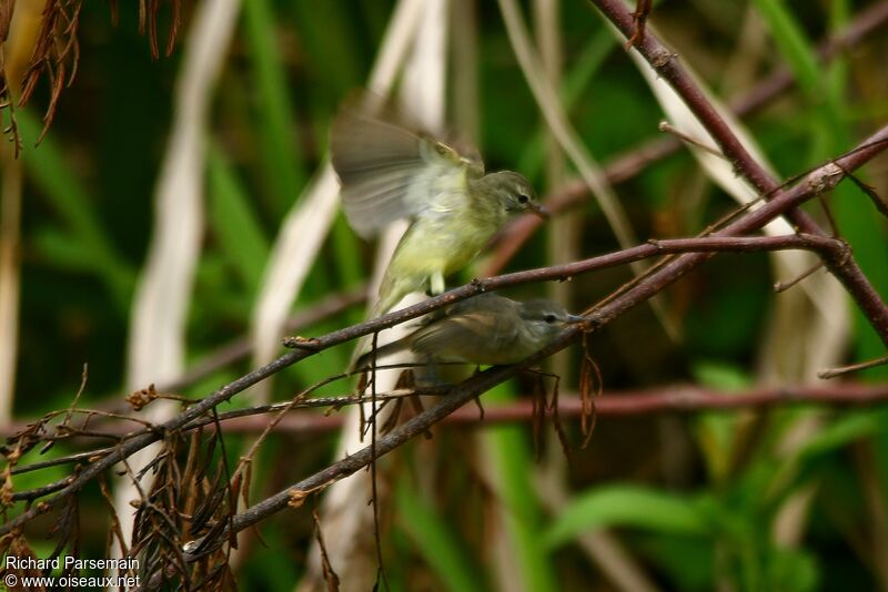 Southern Beardless Tyrannulet adult