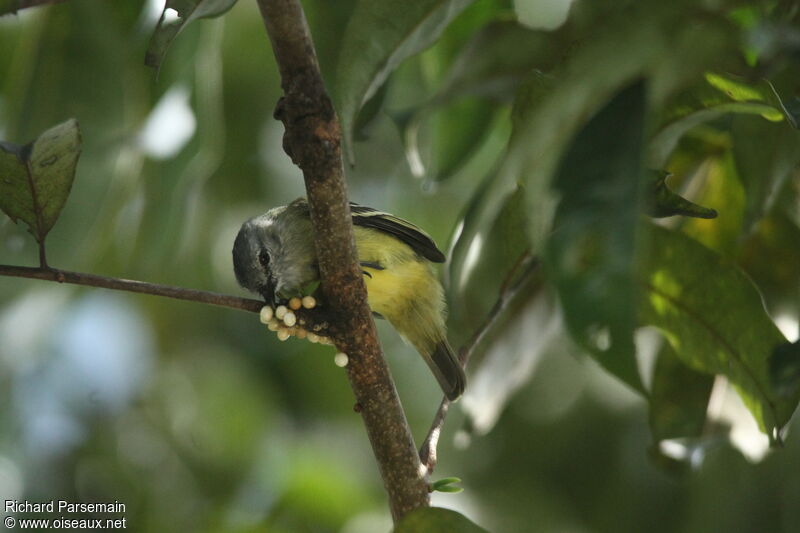 Yellow-crowned Tyrannuletadult