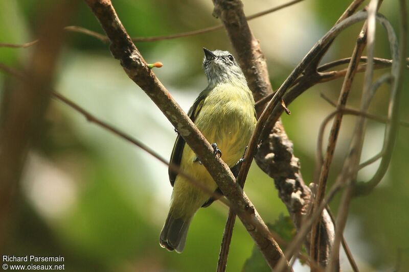 Yellow-crowned Tyrannuletadult