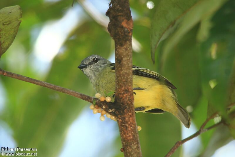 Yellow-crowned Tyrannuletadult