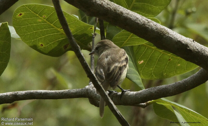 Southern Mouse-colored Tyrannuletadult