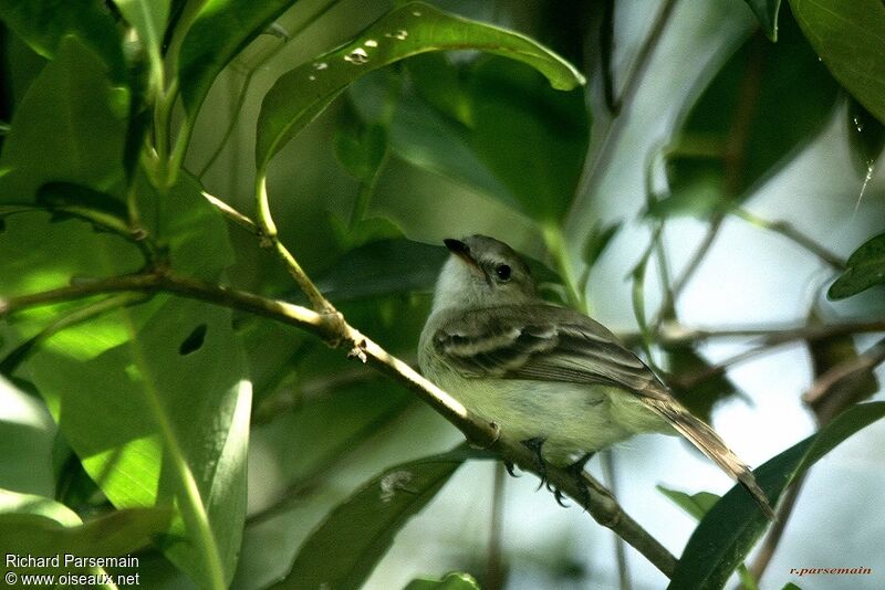 Southern Mouse-colored Tyrannulet