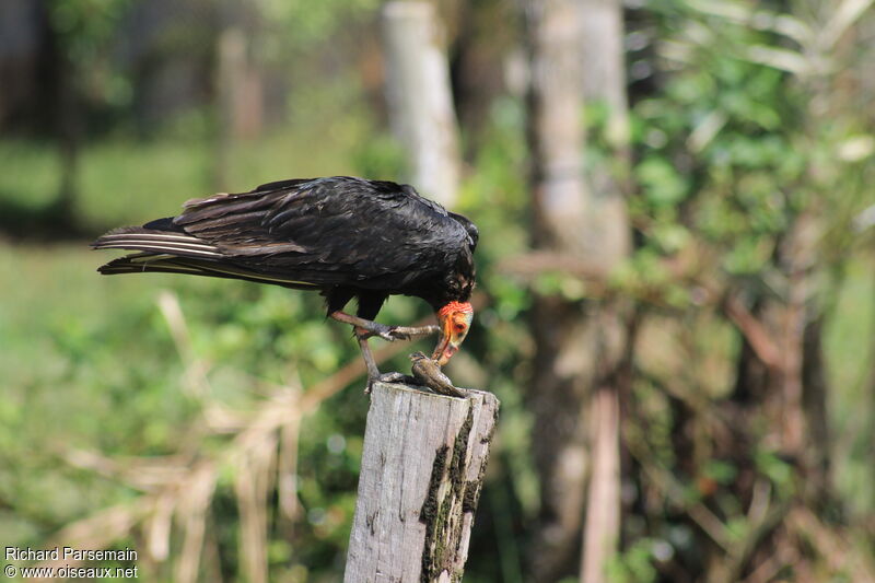 Lesser Yellow-headed Vultureadult