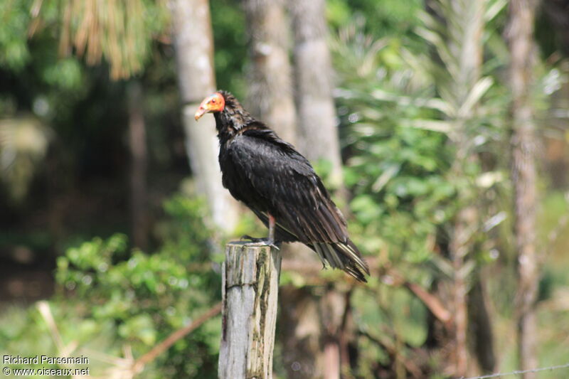 Lesser Yellow-headed Vultureadult