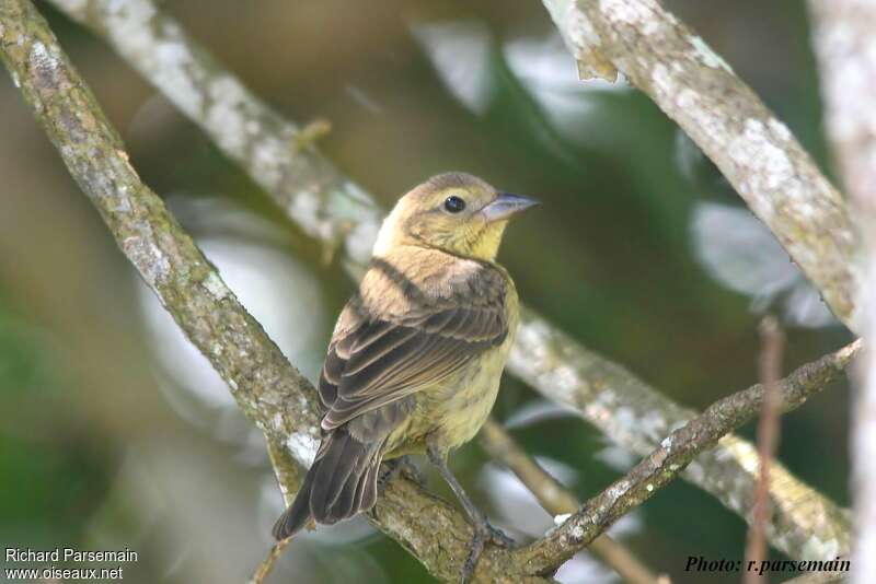 Shiny Cowbirdjuvenile, pigmentation