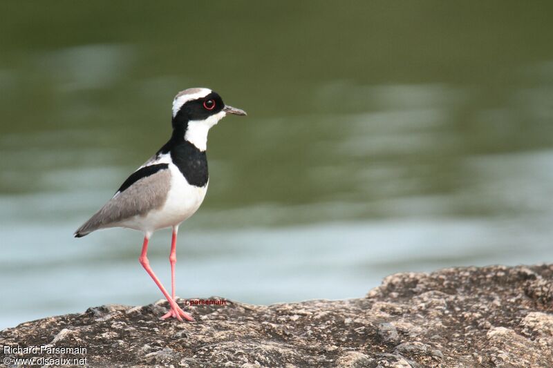 Pied Ploveradult