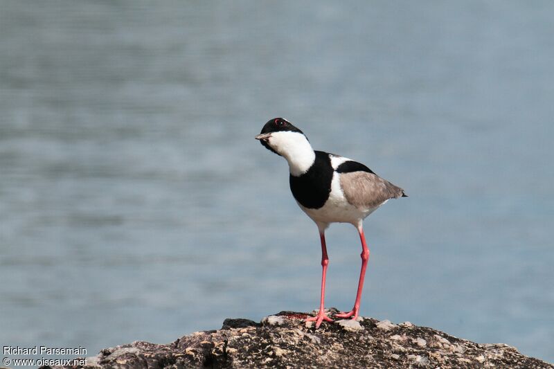 Pied Ploveradult