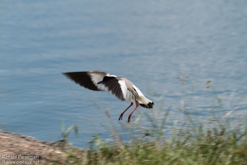 Pied Ploveradult, Flight