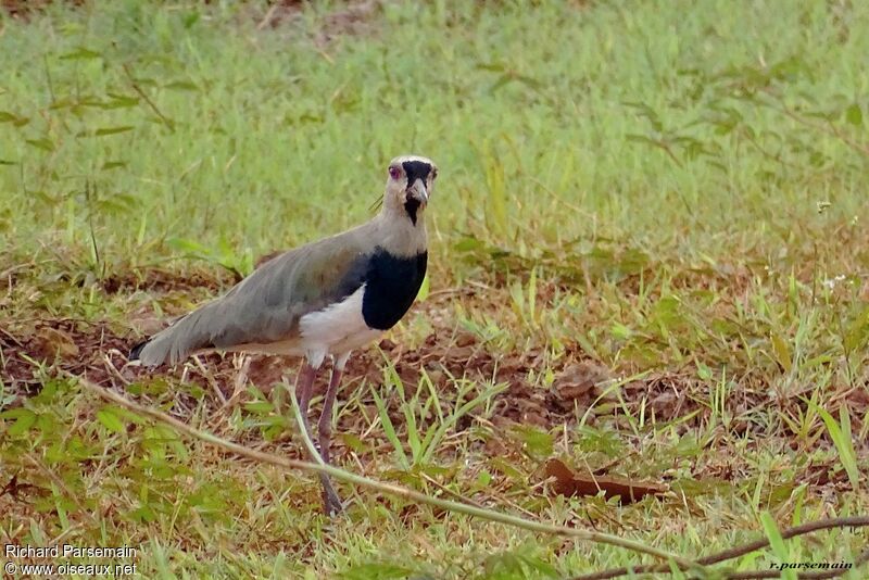 Southern Lapwingadult, walking