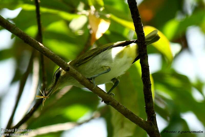 Black-whiskered Vireoadult, feeding habits, fishing/hunting