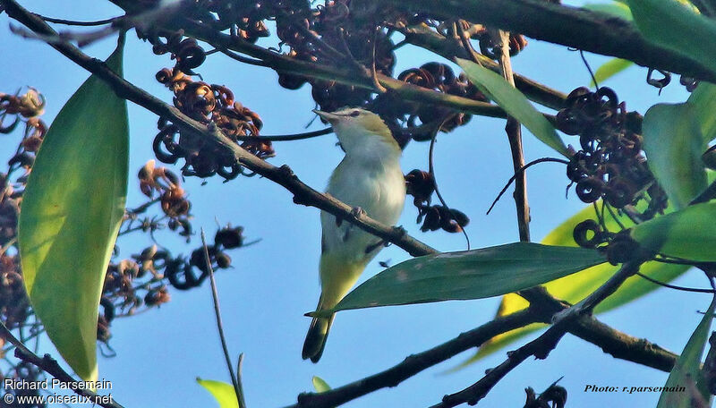 Red-eyed Vireoadult