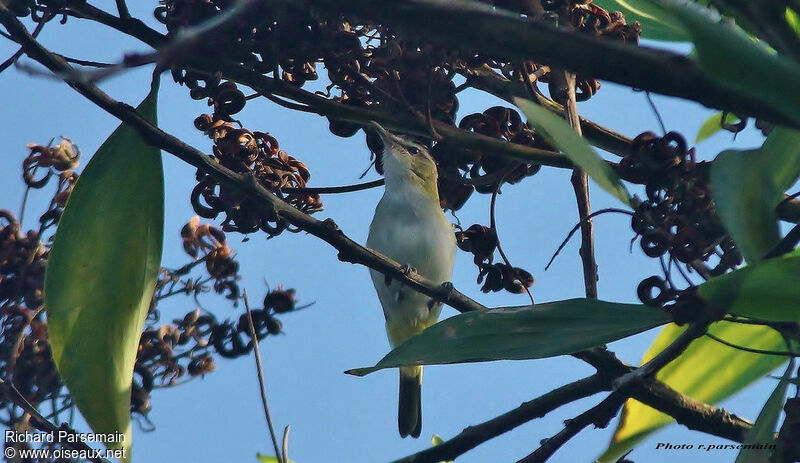 Red-eyed Vireoadult