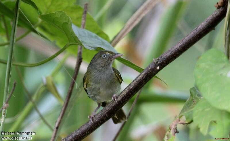 Grey-chested Greenletadult