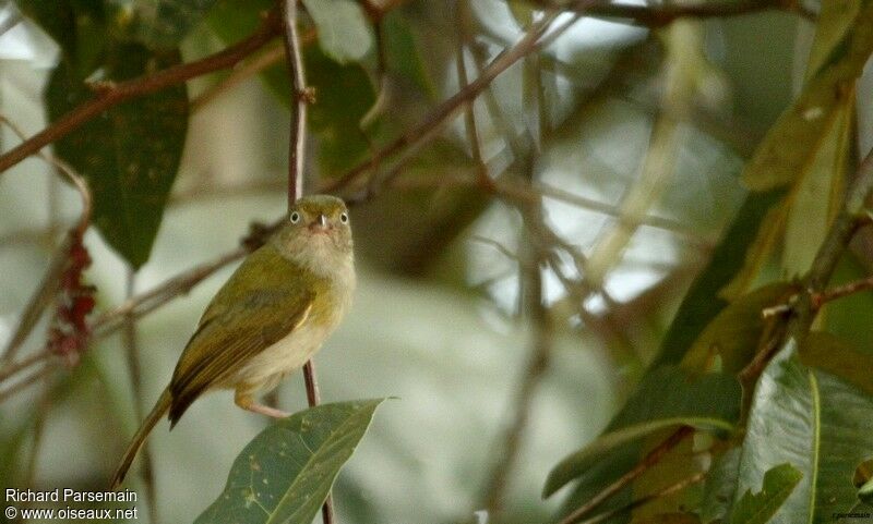 Grey-chested Greenletadult